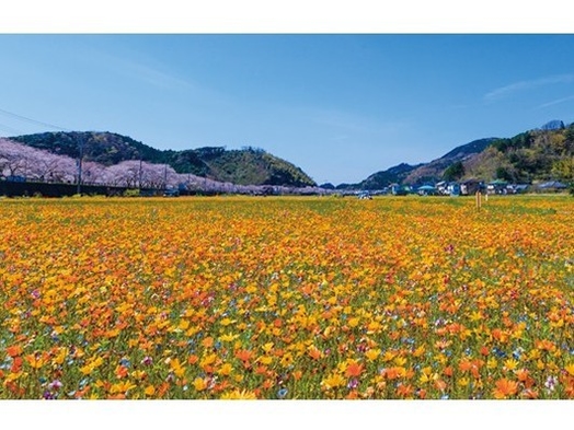 【伊豆の春を探して】 河津桜とお花畑、いちご狩りも楽しんで